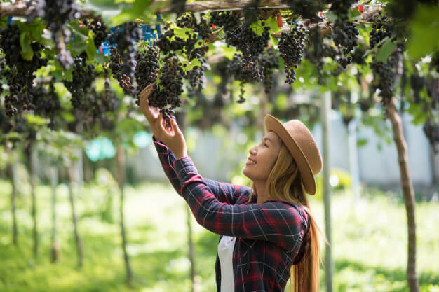 DiGiacomo & Associates/ winery vineyard insurance