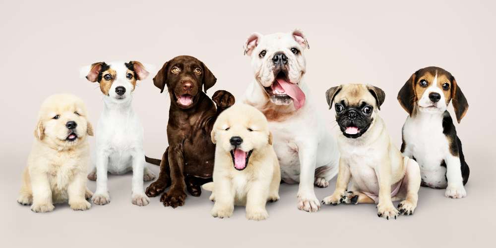 The Top Questions to Ask Before Choosing a Pet Insurance Provider